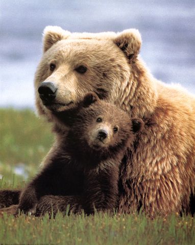 bear and cub