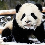 panda snow