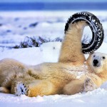 polar bear tyre
